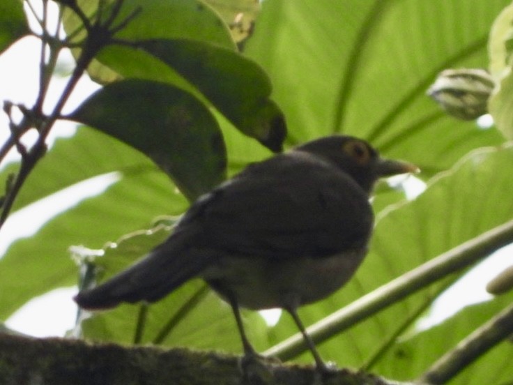 Spectacled Thrush - ML542711911