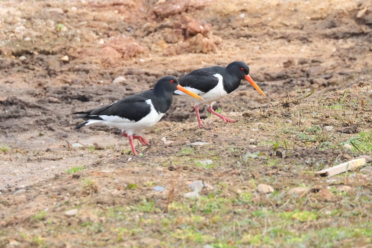 Eurasian Oystercatcher - ML542712151