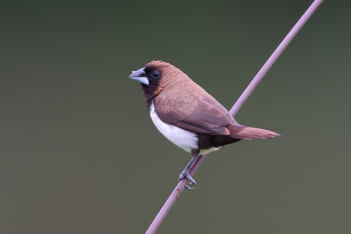 Javan Munia - ML542713021