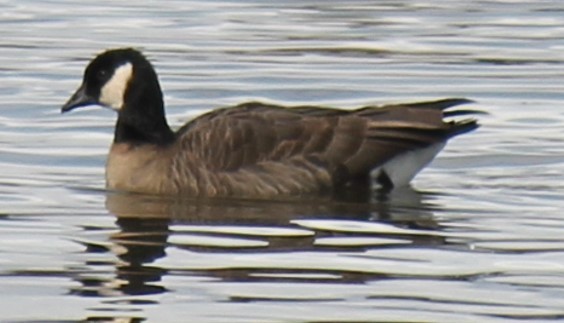 Cackling Goose - ML542714401