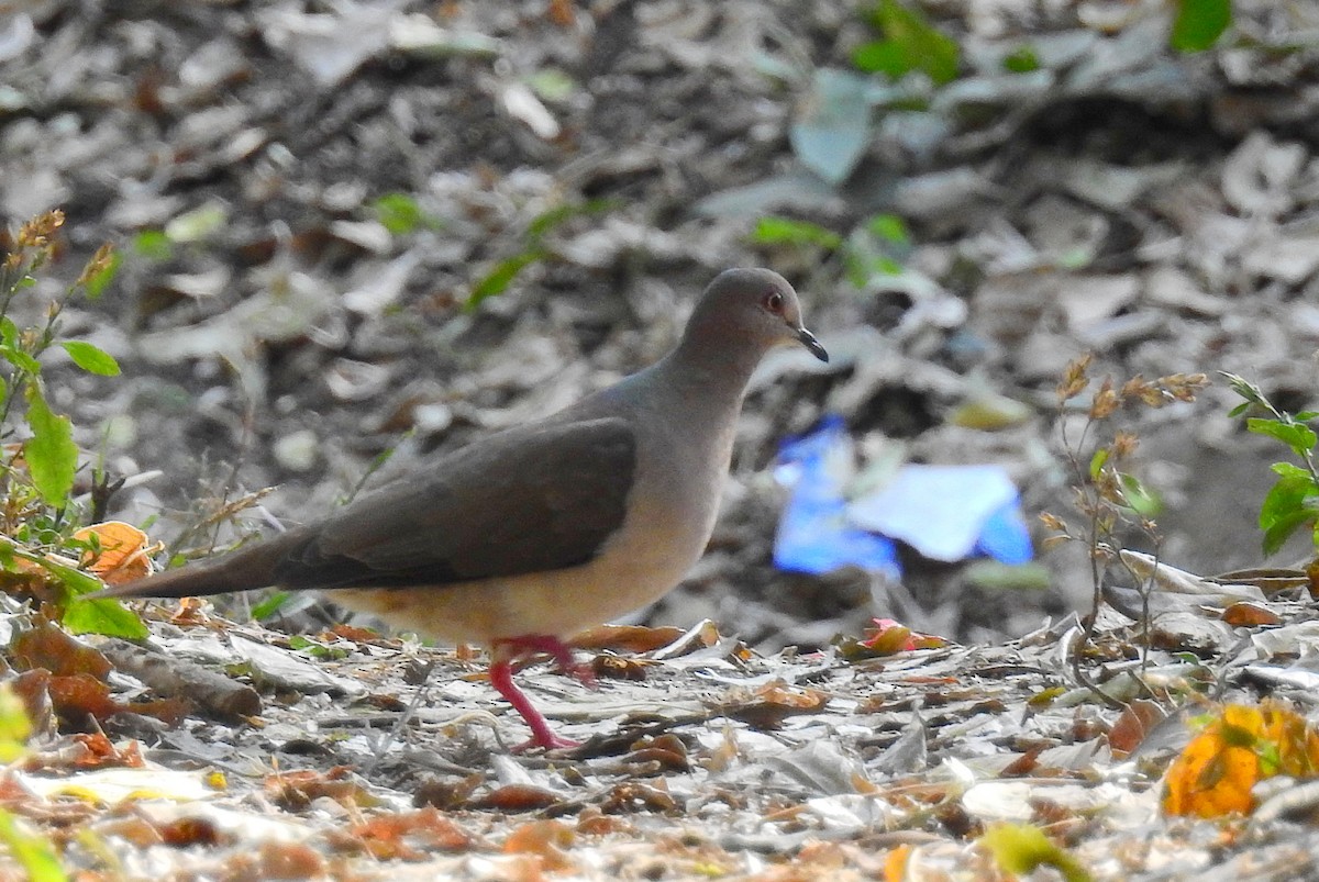 White-tipped Dove - Bob Curry