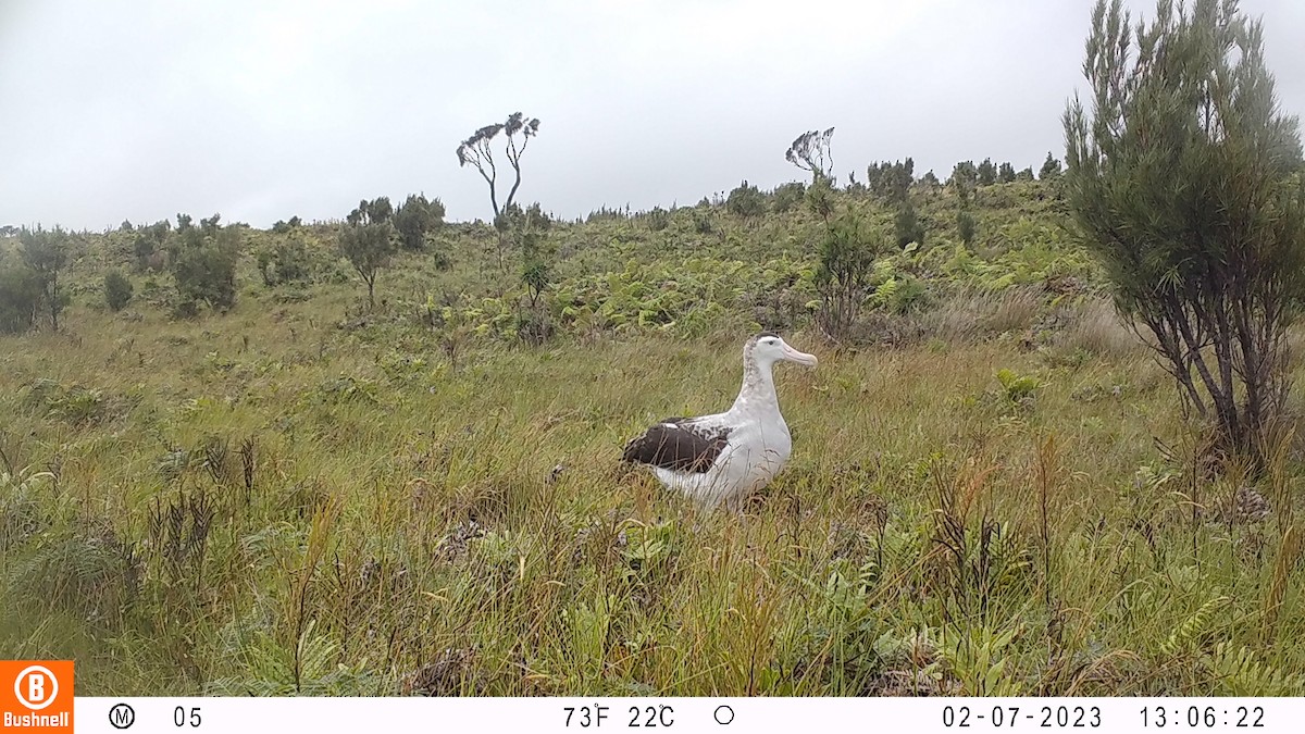 albatros stěhovavý/tristanský/jižní - ML542716701