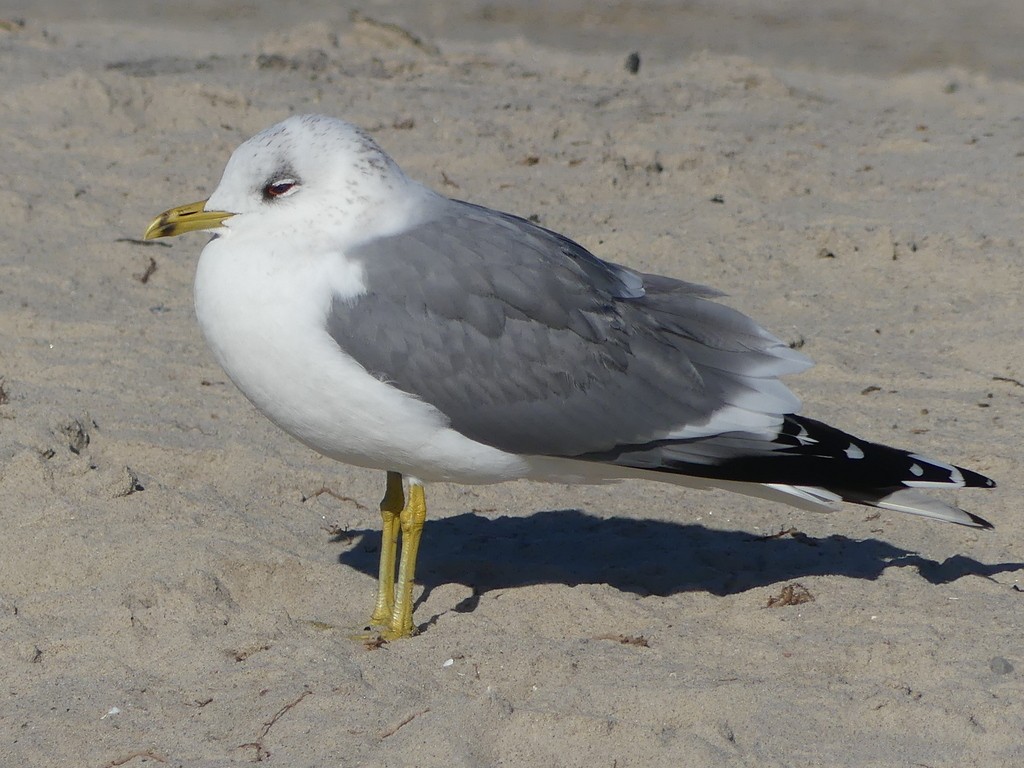 Common Gull (European) - ML542717361