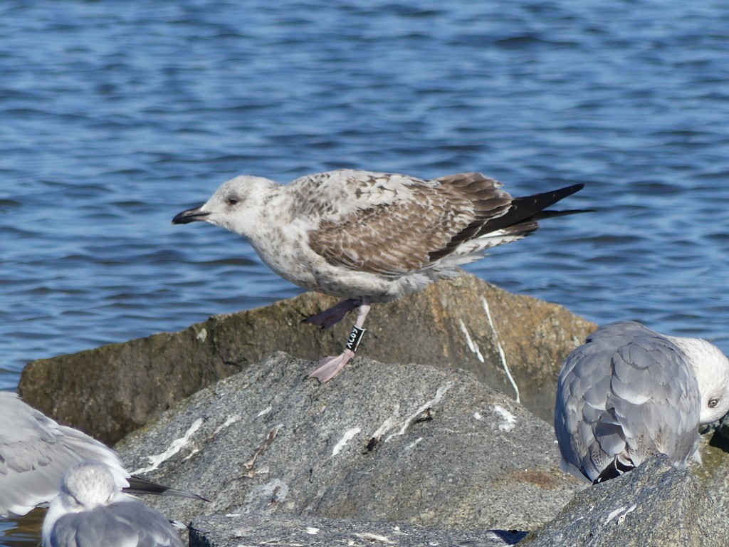Мөнгөлөг цахлай - ML542717801