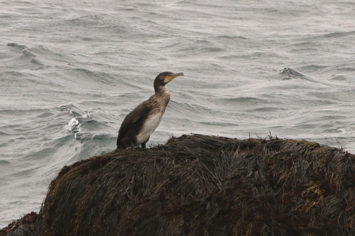 Тураг гогой - ML542717831