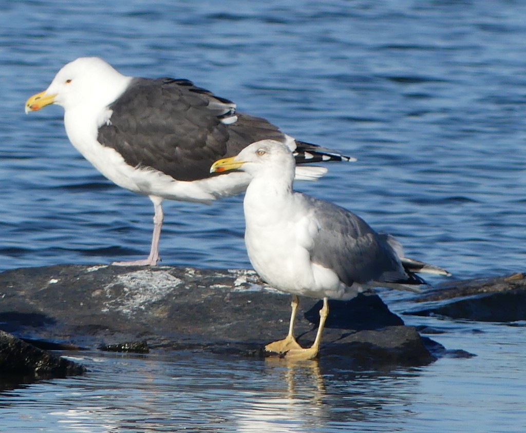 Yellow-legged Gull (michahellis) - ML542717991