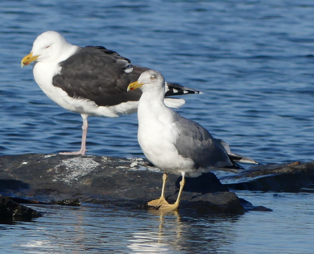 Yellow-legged Gull (michahellis) - ML542718081