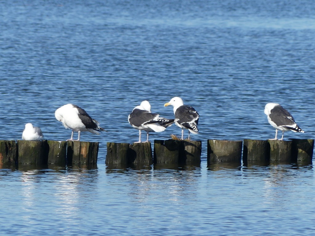 Great Black-backed Gull - ML542718161