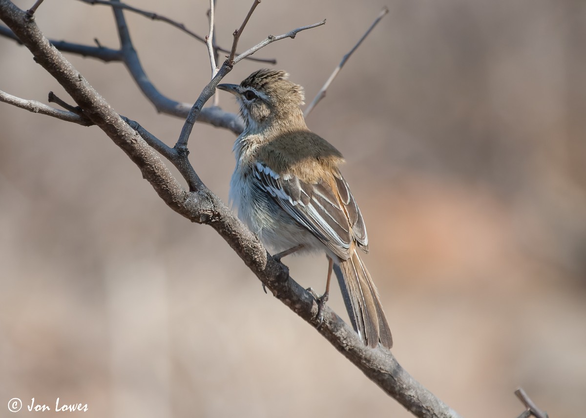 Red-backed Scrub-Robin (Red-backed) - ML542719411