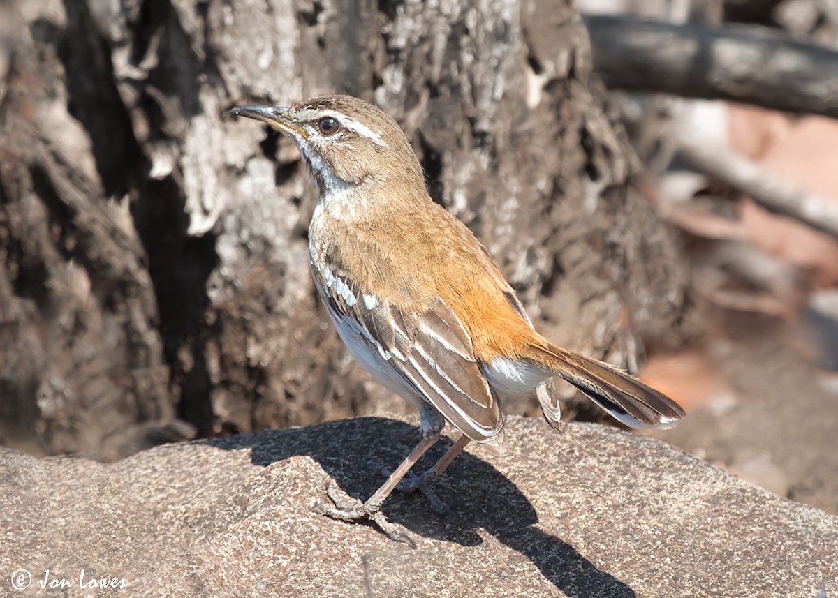 Red-backed Scrub-Robin (Red-backed) - ML542719431