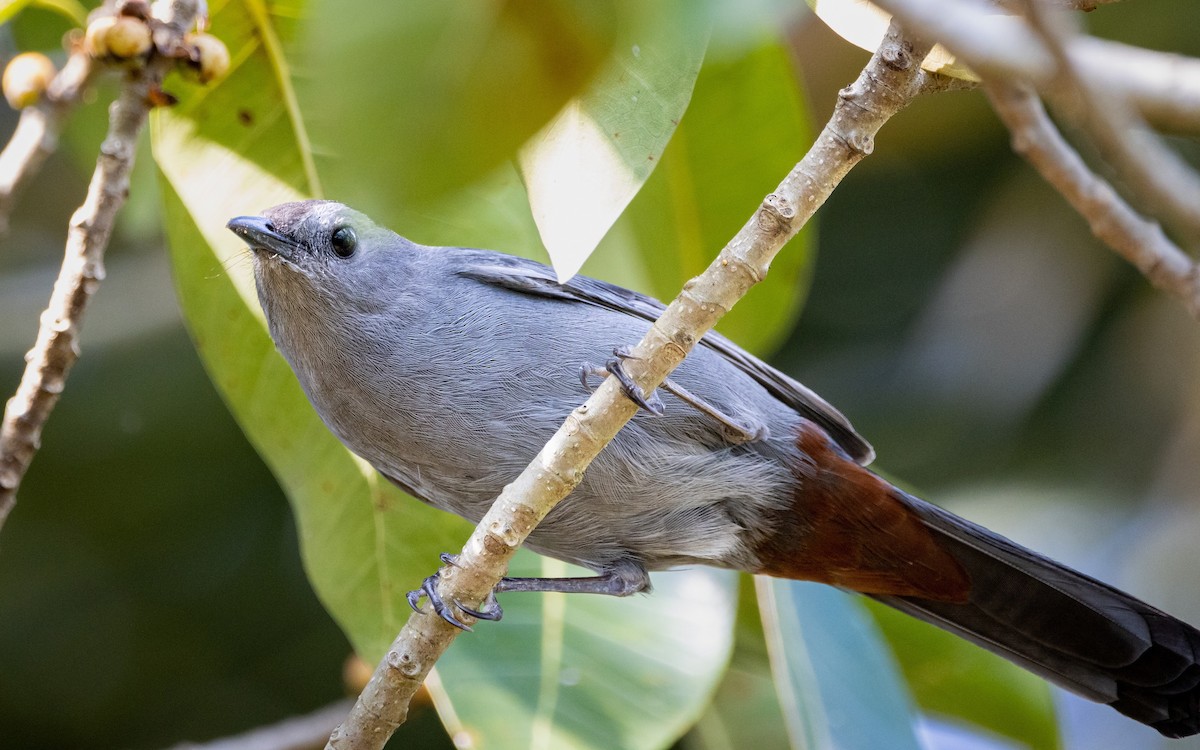 Gray Catbird - ML542723651