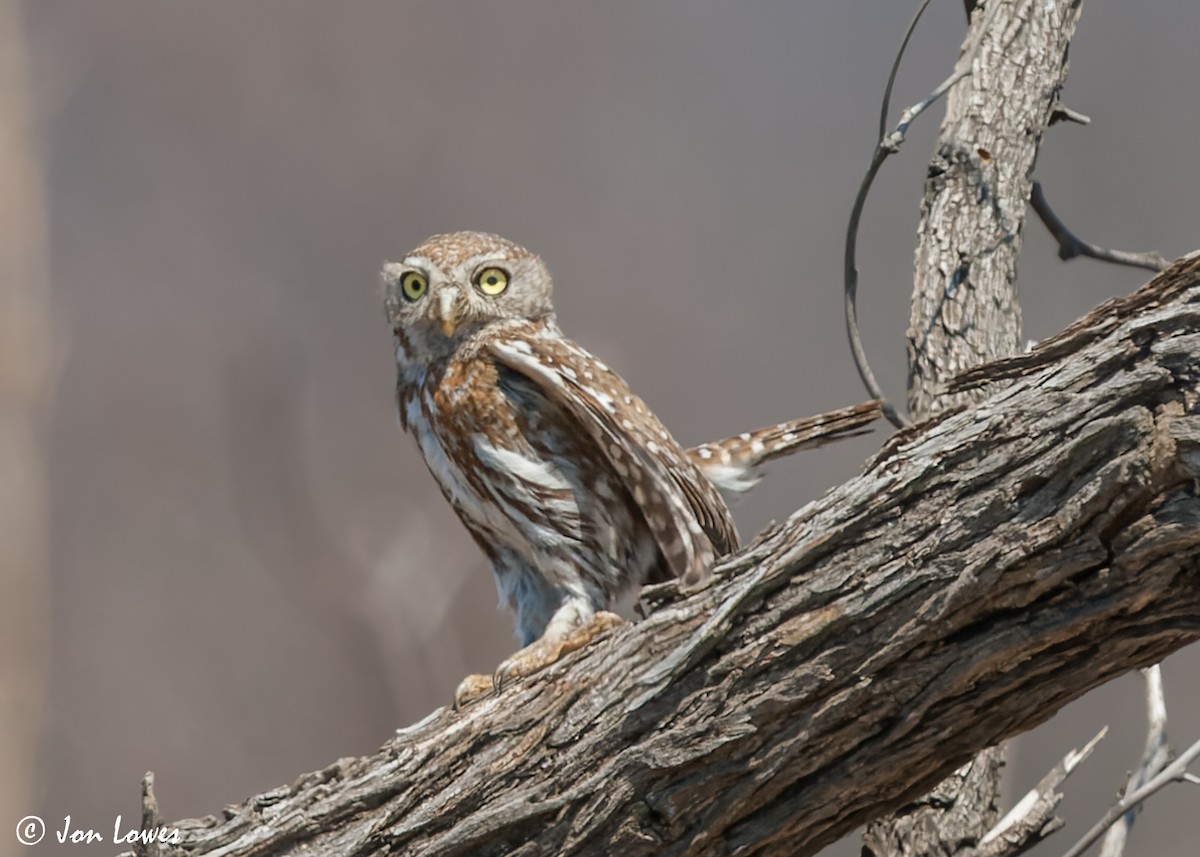 Pearl-spotted Owlet - ML542723691