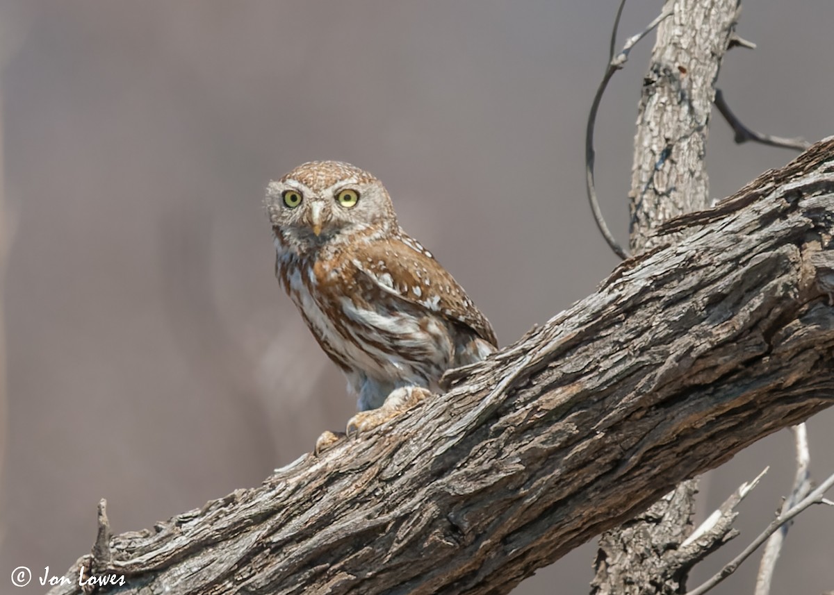 Pearl-spotted Owlet - ML542723701