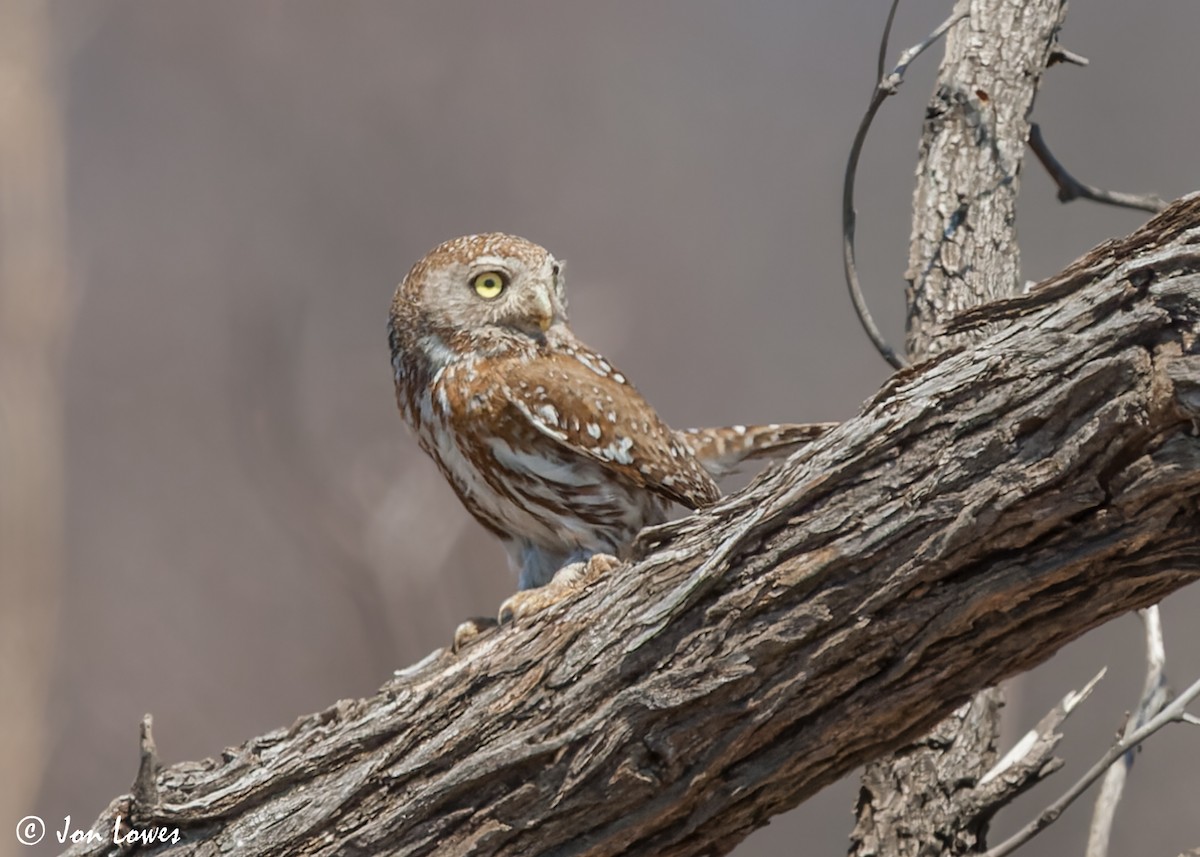 Pearl-spotted Owlet - ML542723711