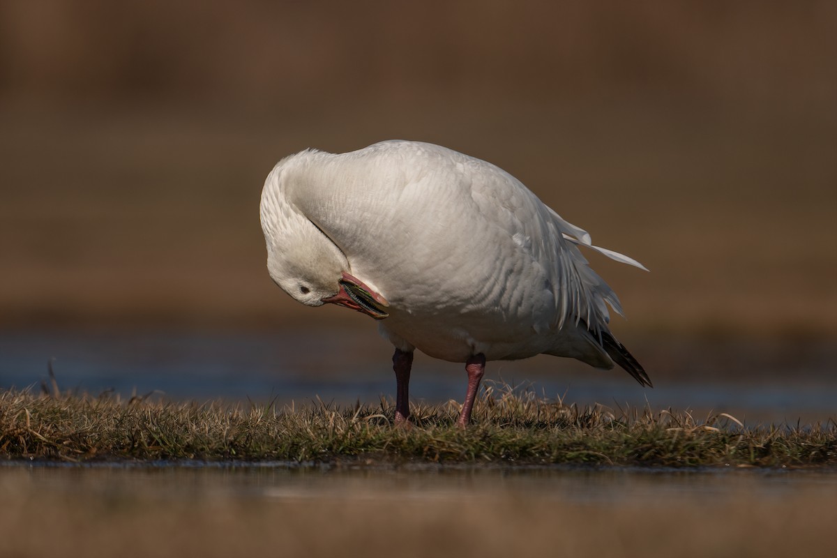Snow Goose - ML542724551