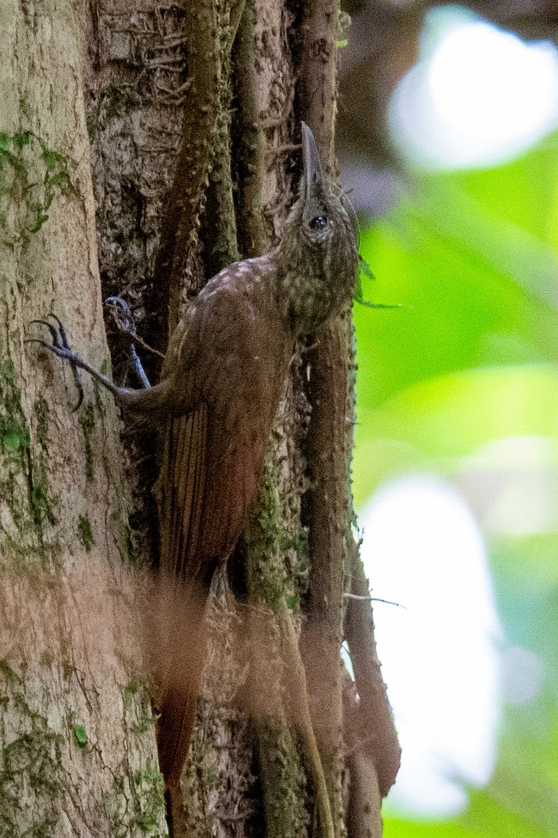 Long-tailed Woodcreeper - ML542725001