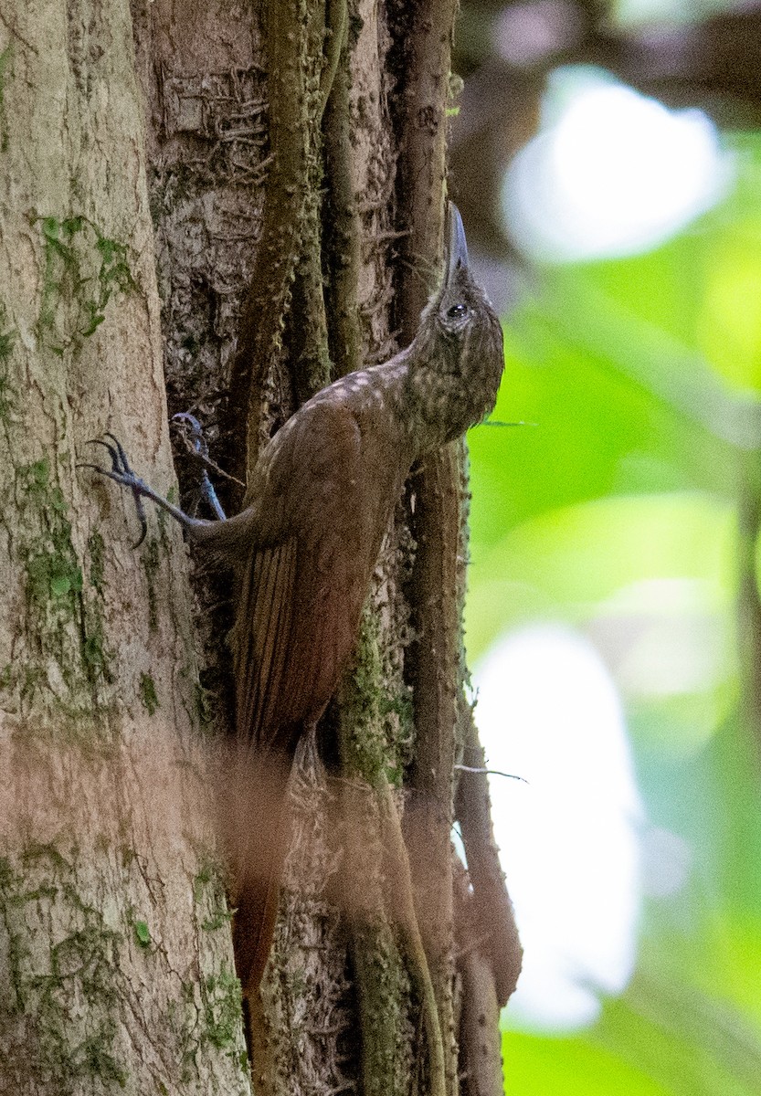 Long-tailed Woodcreeper - ML542725021