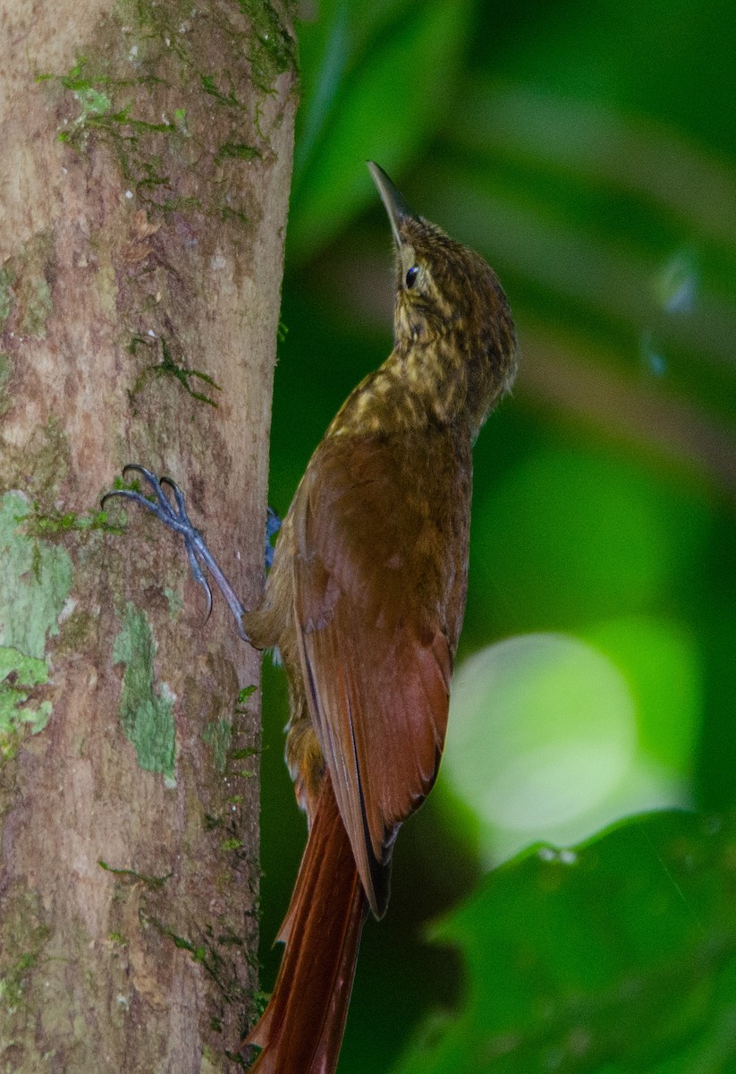Piping Woodcreeper - ML542725041