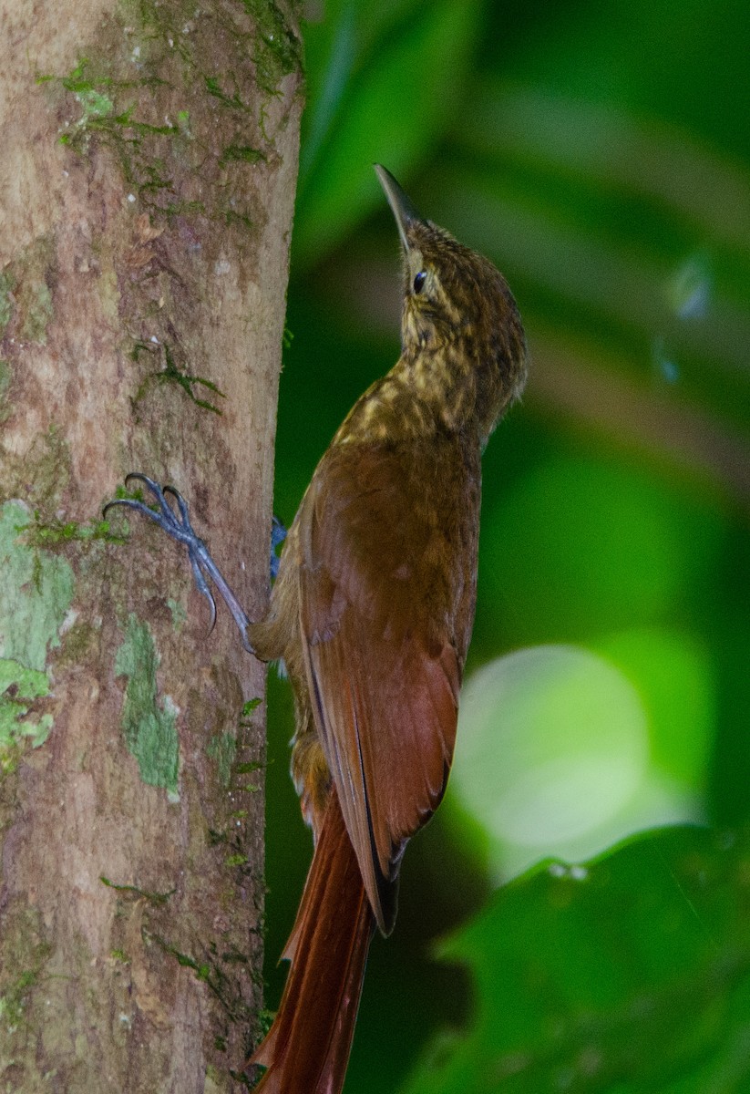 Long-tailed Woodcreeper - ML542725041