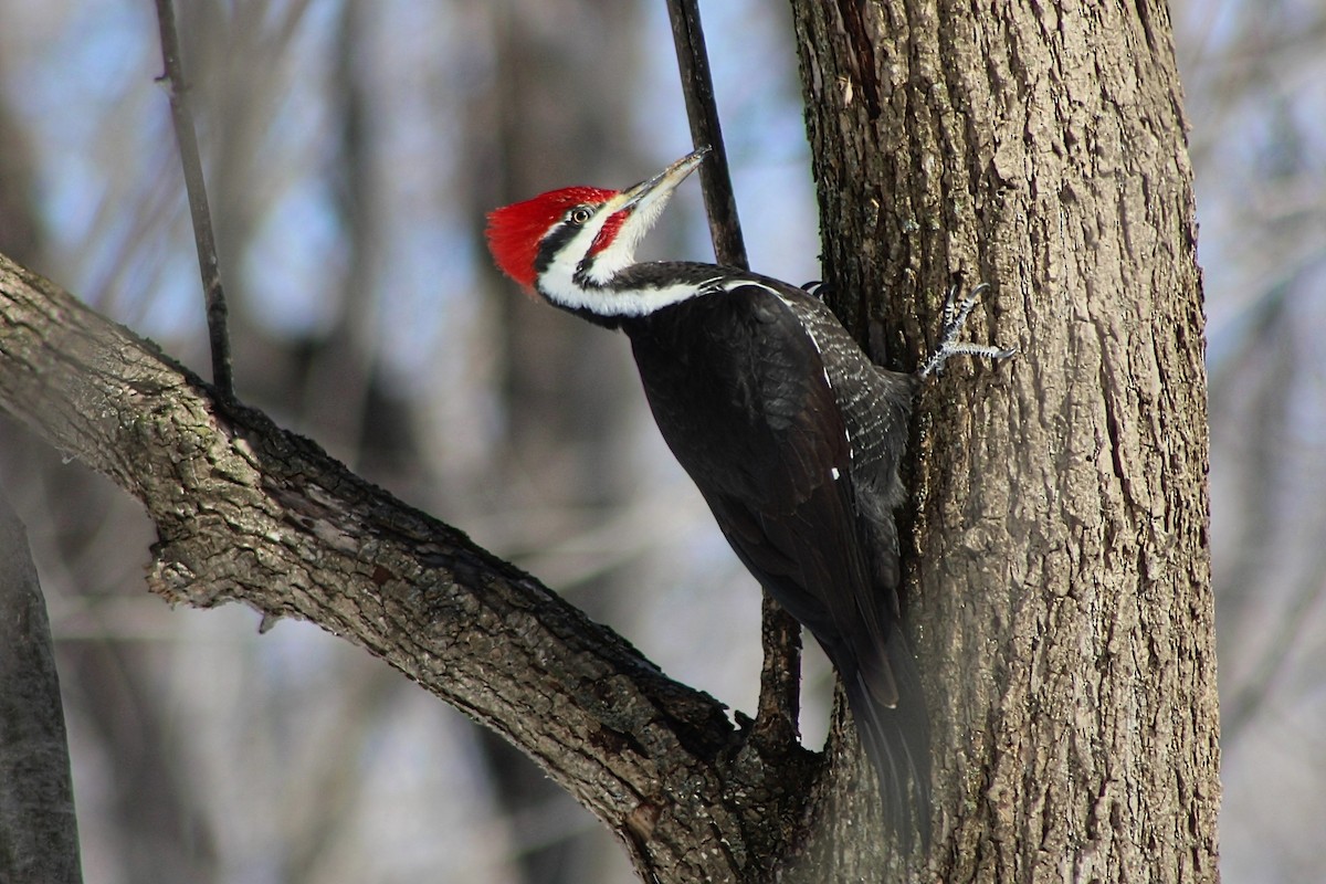 Pileated Woodpecker - ML542725101