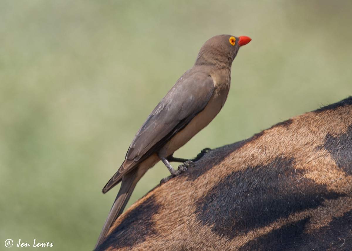 Red-billed Oxpecker - ML542725441