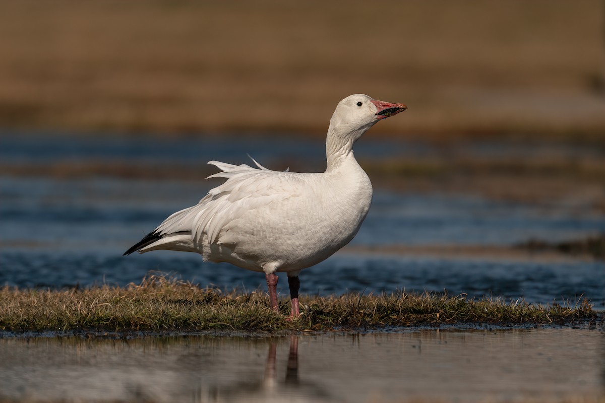Snow Goose - ML542726011