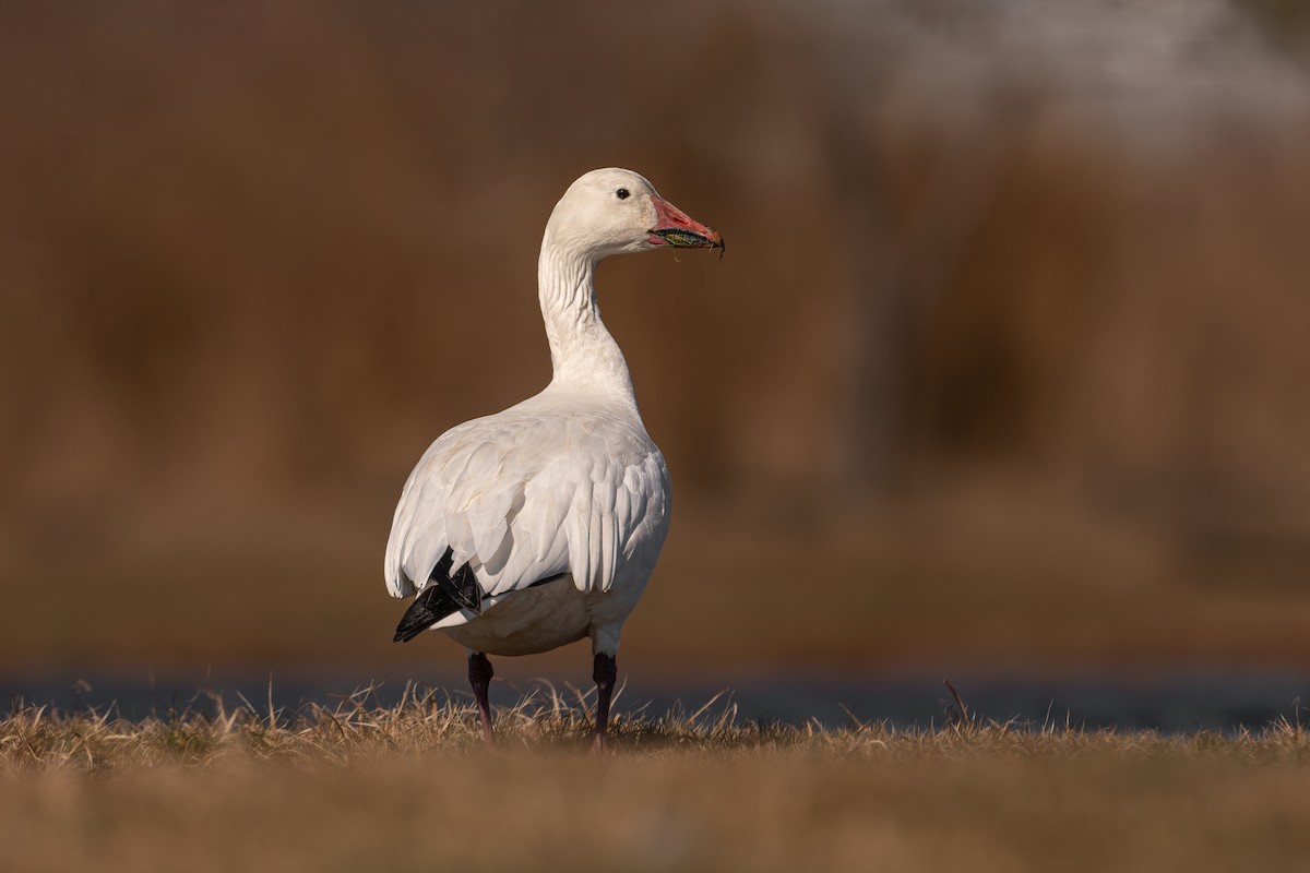 Snow Goose - ML542726531