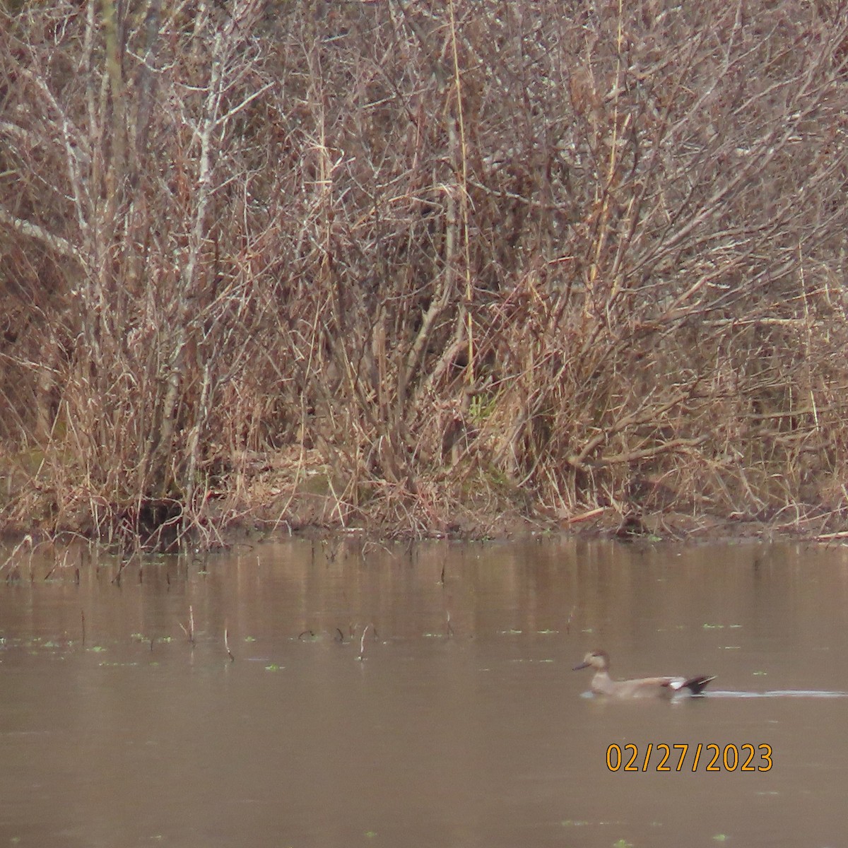 Gadwall - ML542726711