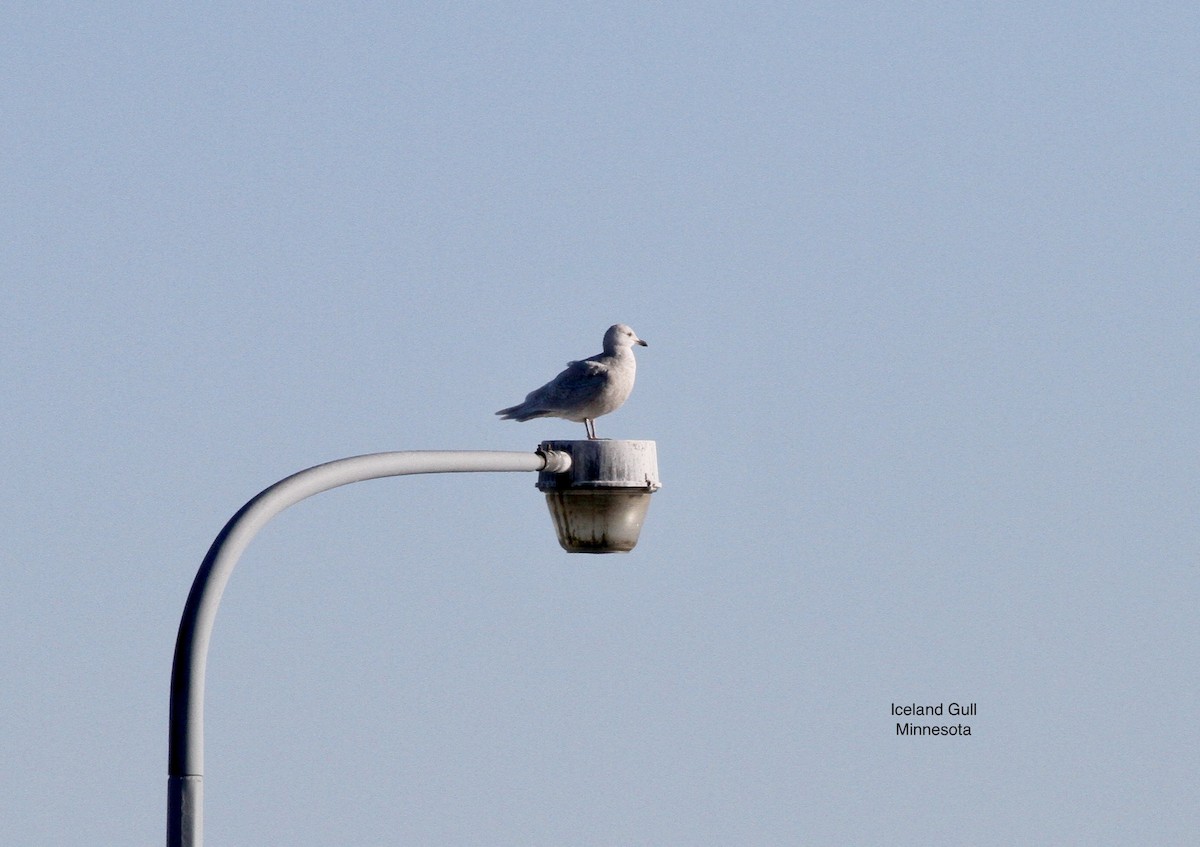 Iceland Gull - ML542727361