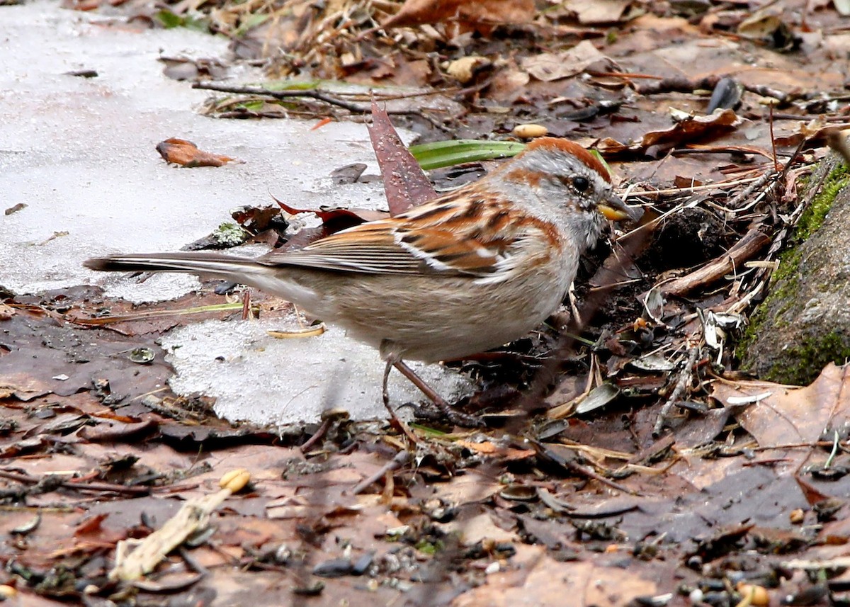 American Tree Sparrow - ML54272761