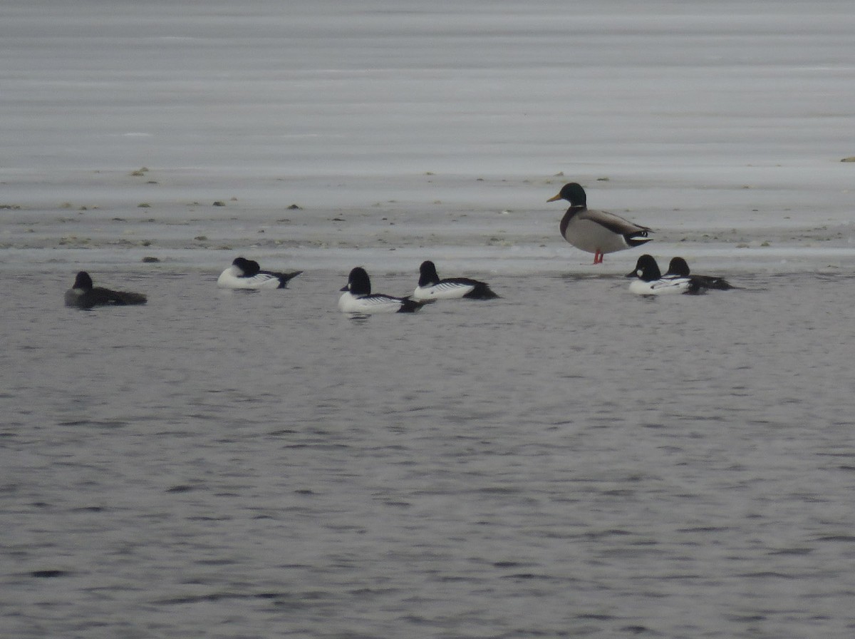 Common Goldeneye - ML542727771