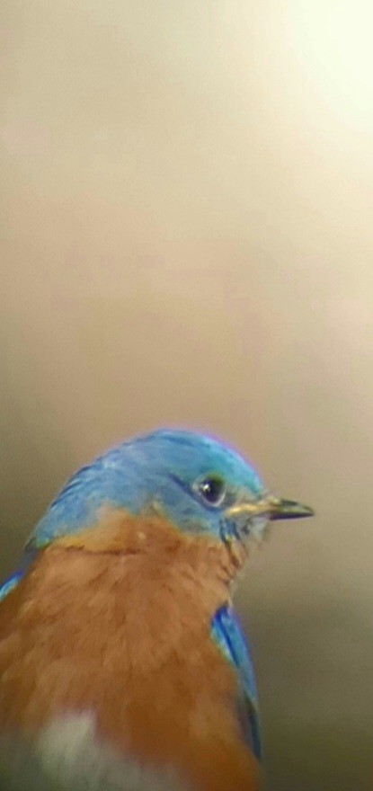 Eastern Bluebird - ML542730741