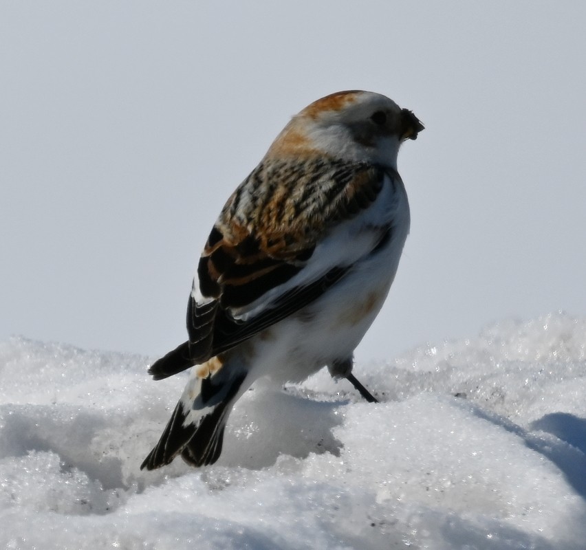 Snow Bunting - ML542730851