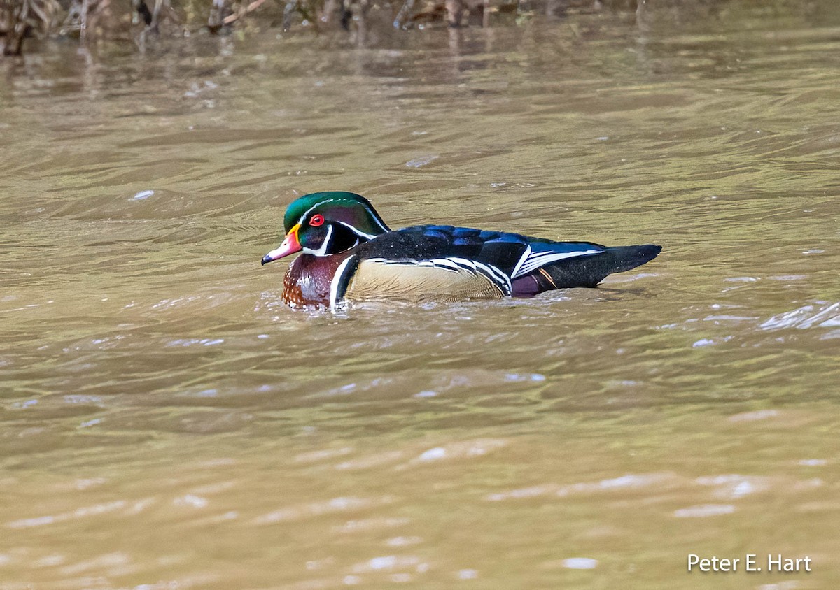 Wood Duck - ML542731221