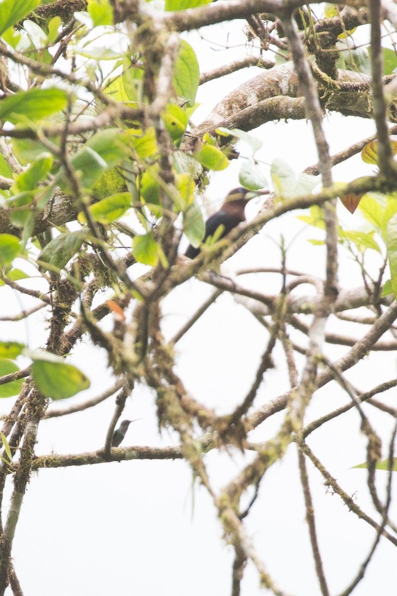 Chestnut-headed Oropendola - ML54273191