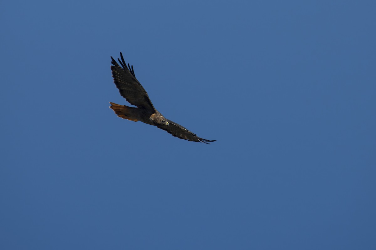 Red-tailed Hawk - Antonio Rodriguez-Sinovas