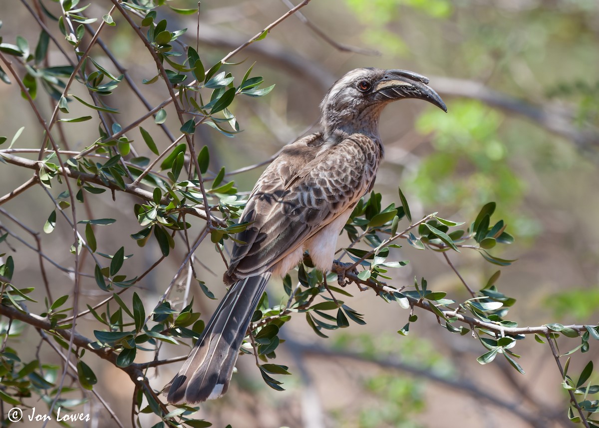 African Gray Hornbill - ML542732231