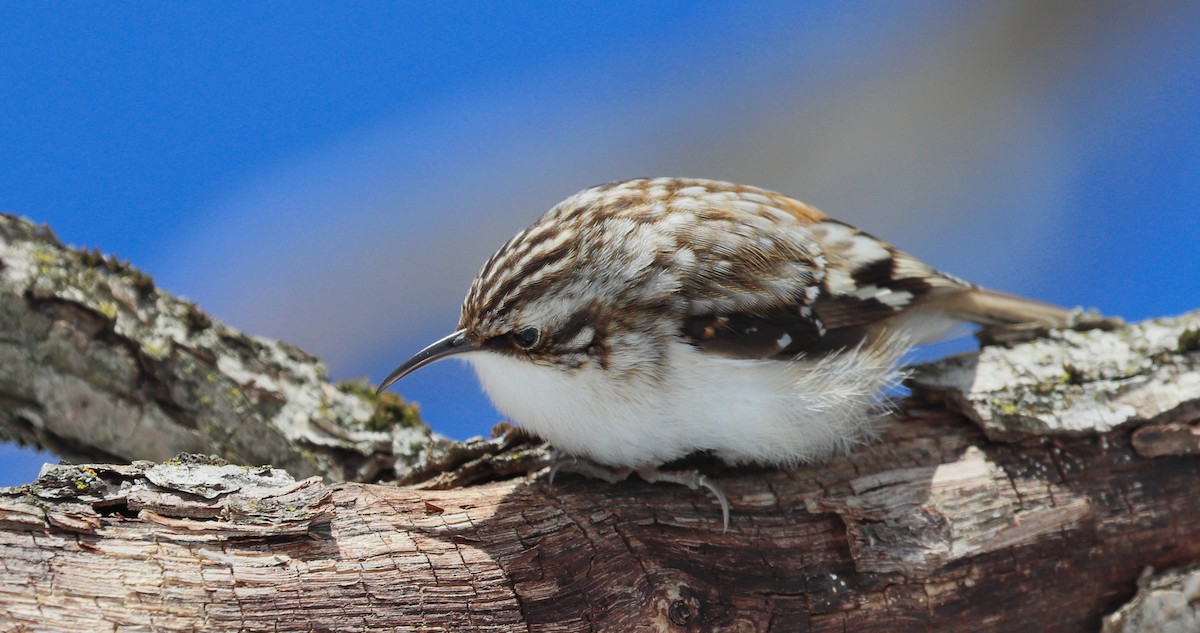 Brown Creeper - ML542732541