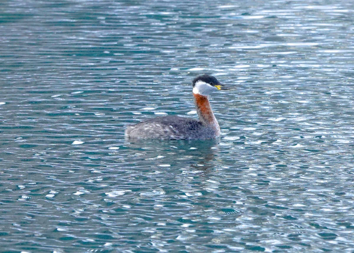 Red-necked Grebe - Mary Kvasnic