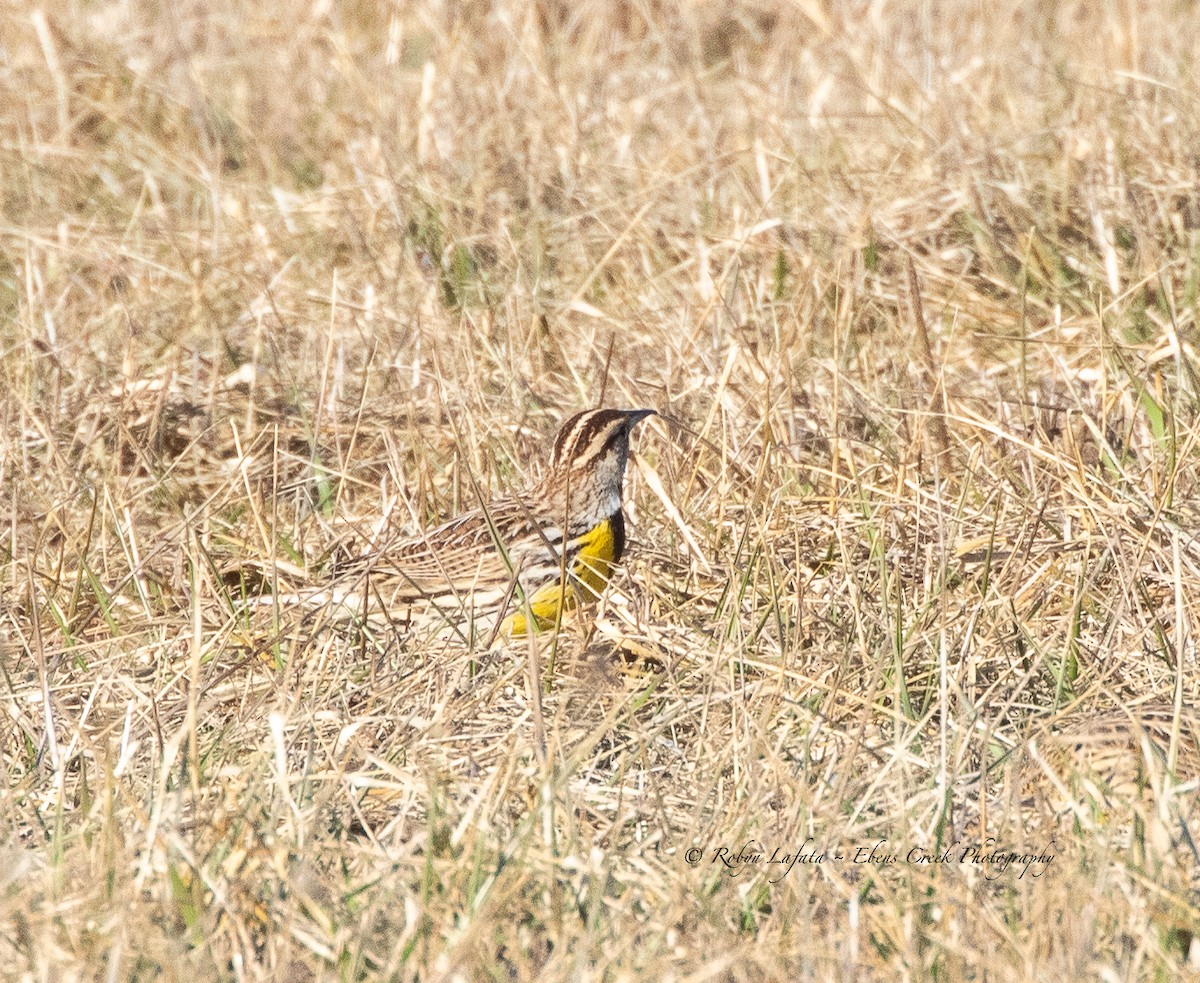 Eastern Meadowlark - ML542733801