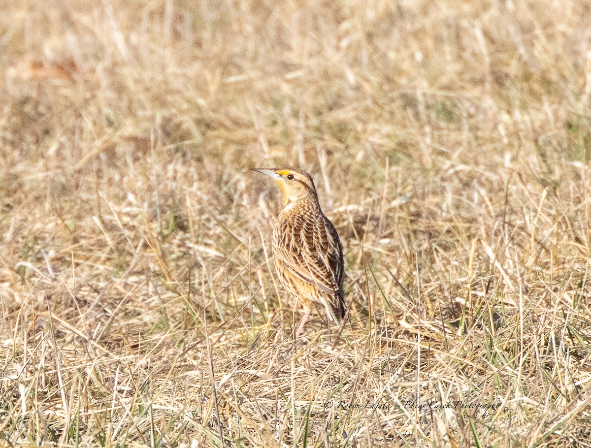 Eastern Meadowlark - ML542733811