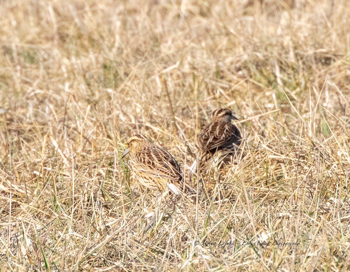 Eastern Meadowlark - ML542733821