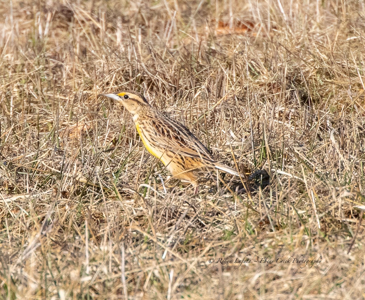 Eastern Meadowlark - ML542733831