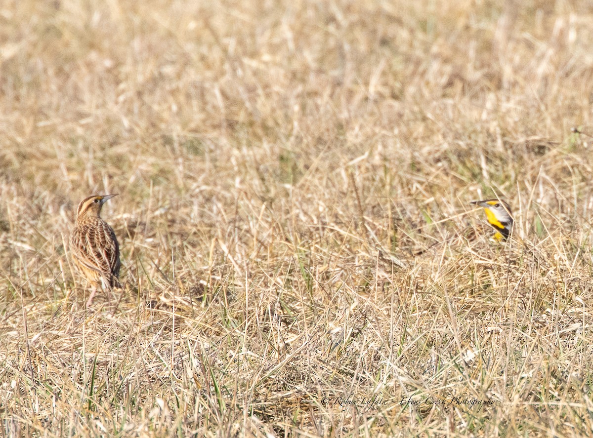 Eastern Meadowlark - ML542733841