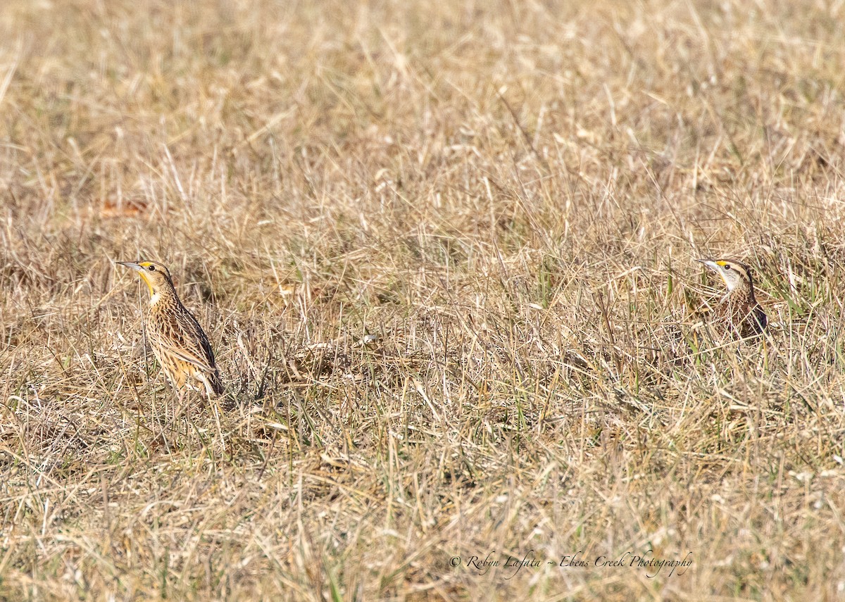 Eastern Meadowlark - ML542733851