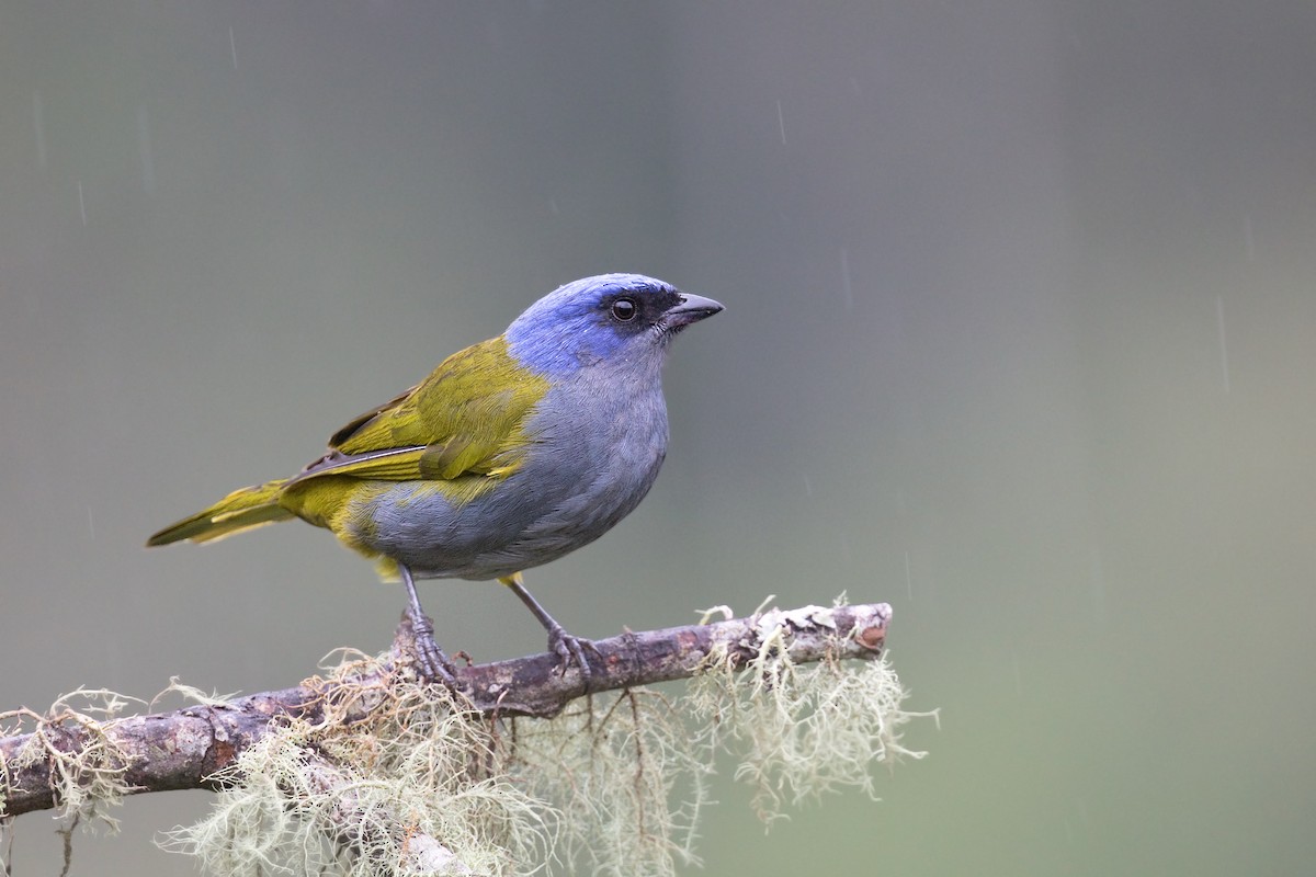 Tangara à tête bleue - ML542734711