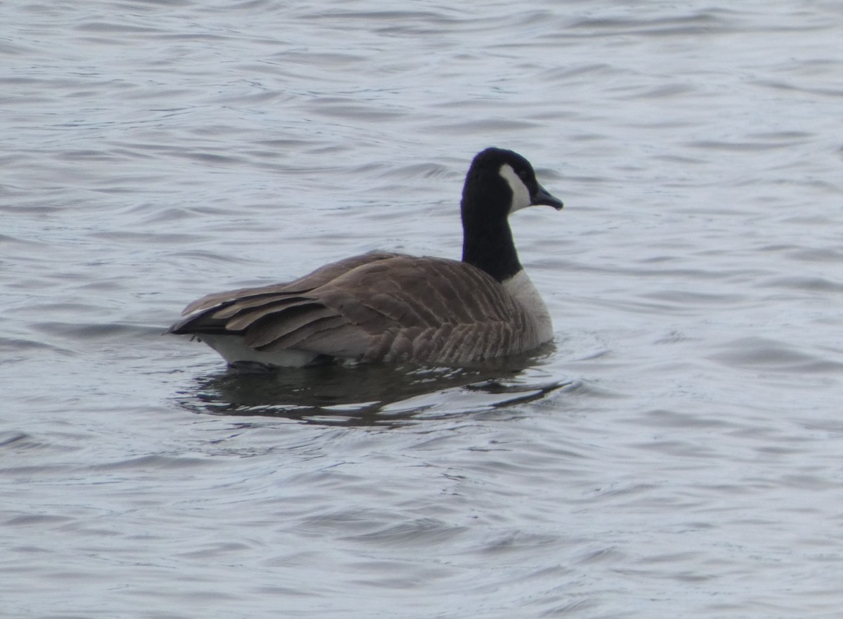 Canada Goose - Paul Mackenzie