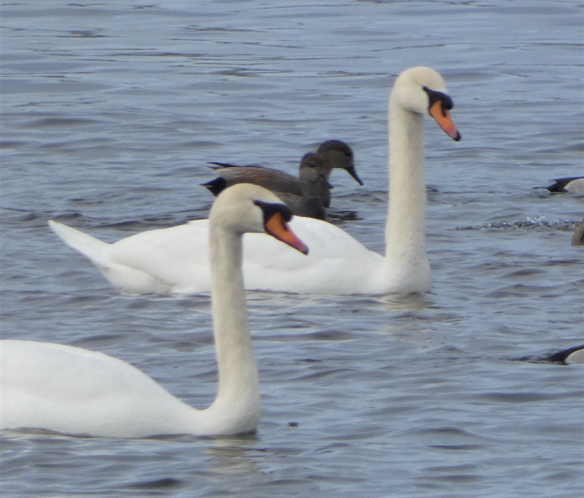 Mute Swan - ML542735031