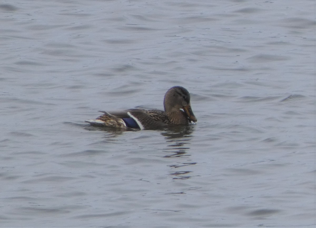 Mallard - Paul Mackenzie