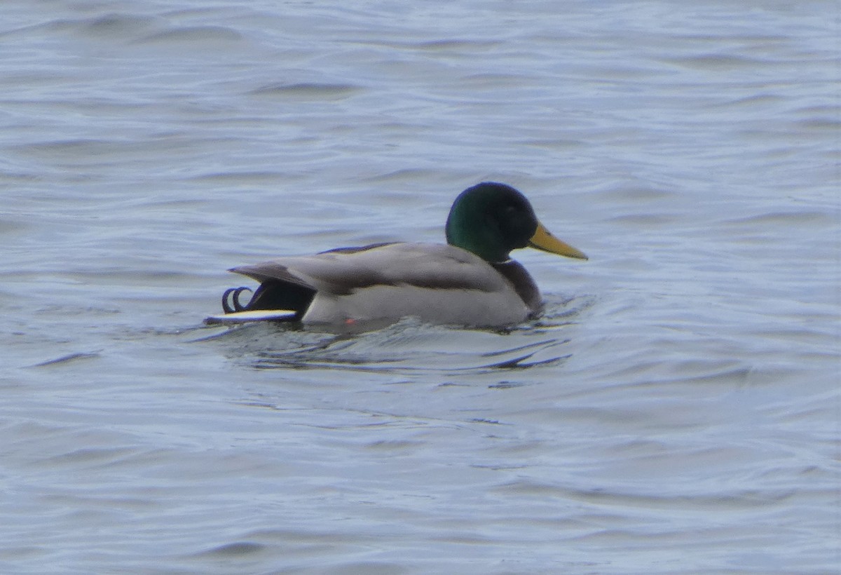 Mallard - Paul Mackenzie